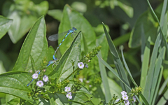 Coenagrion caerulescens