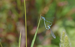 Coenagrion caerulescens