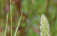 Coenagrion caerulescens