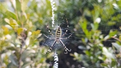 Argiope bruennichi
