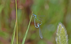 Coenagrion caerulescens