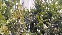 Argiope bruennichi