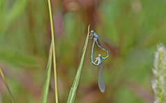 Coenagrion caerulescens