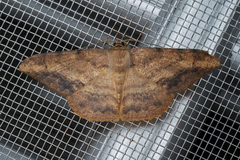 Luxiaria amasa