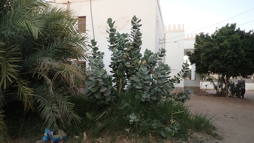 giant milkweed