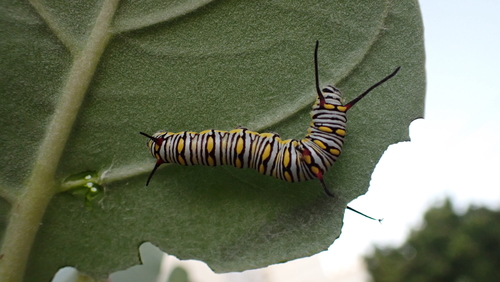 Plain Tiger Butterfly