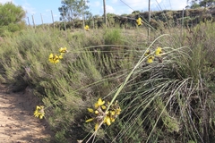 Bobartia robusta