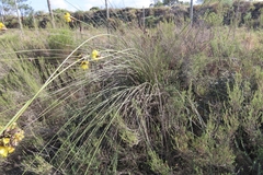 Bobartia robusta