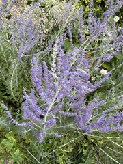 Salvia yangii