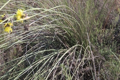 Bobartia robusta