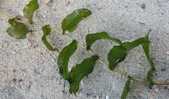 Potamogeton praelongus
