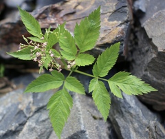 Osmorhiza depauperata