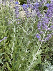 Salvia yangii