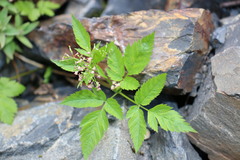 Osmorhiza depauperata