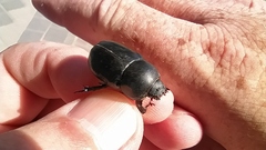 Pentodon bidens