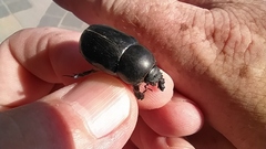 Pentodon bidens