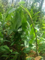 Passiflora arborea