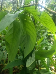 Passiflora arborea