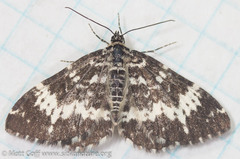 Rheumaptera hastata