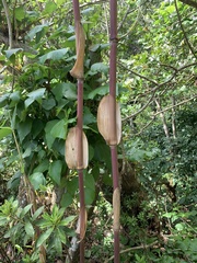 Pleioblastus fortunei