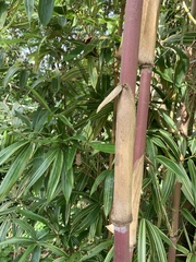 Pleioblastus fortunei