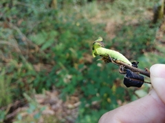 Notodonta dromedarius