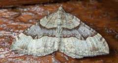 Xanthorhoe defensaria