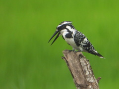 Ceryle rudis leucomelanurus