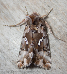 Autographa corusca