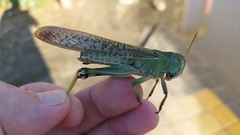 Locusta migratoria