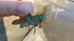 Locusta migratoria