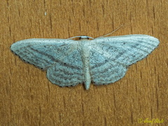 Idaea mediaria