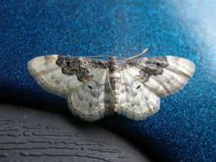 Idaea rusticata