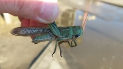 Locusta migratoria