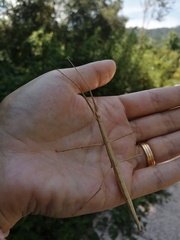 Clonopsis gallica