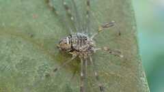 Dicranopalpus ramosus