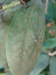 Dicranopalpus ramosus