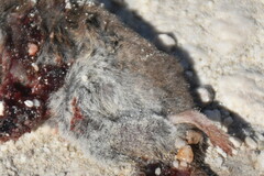 Crocidura suaveolens