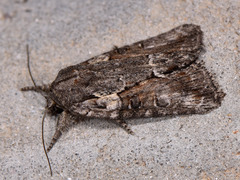 Bryophila raptricula