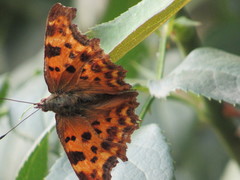 Polygonia c-album