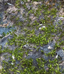 Monomorium orientale