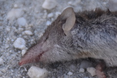 Crocidura suaveolens