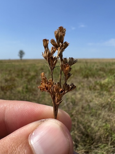 Tuftedstem rush (Juncus brachyphyllus)