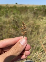 Juncus brachyphyllus