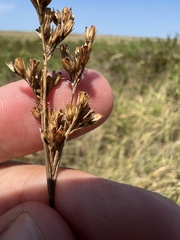 Juncus brachyphyllus