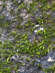 Monomorium orientale