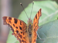 Polygonia c-album