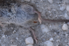 Crocidura suaveolens