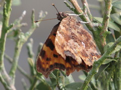 Polygonia c-album