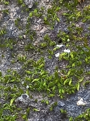 Monomorium orientale